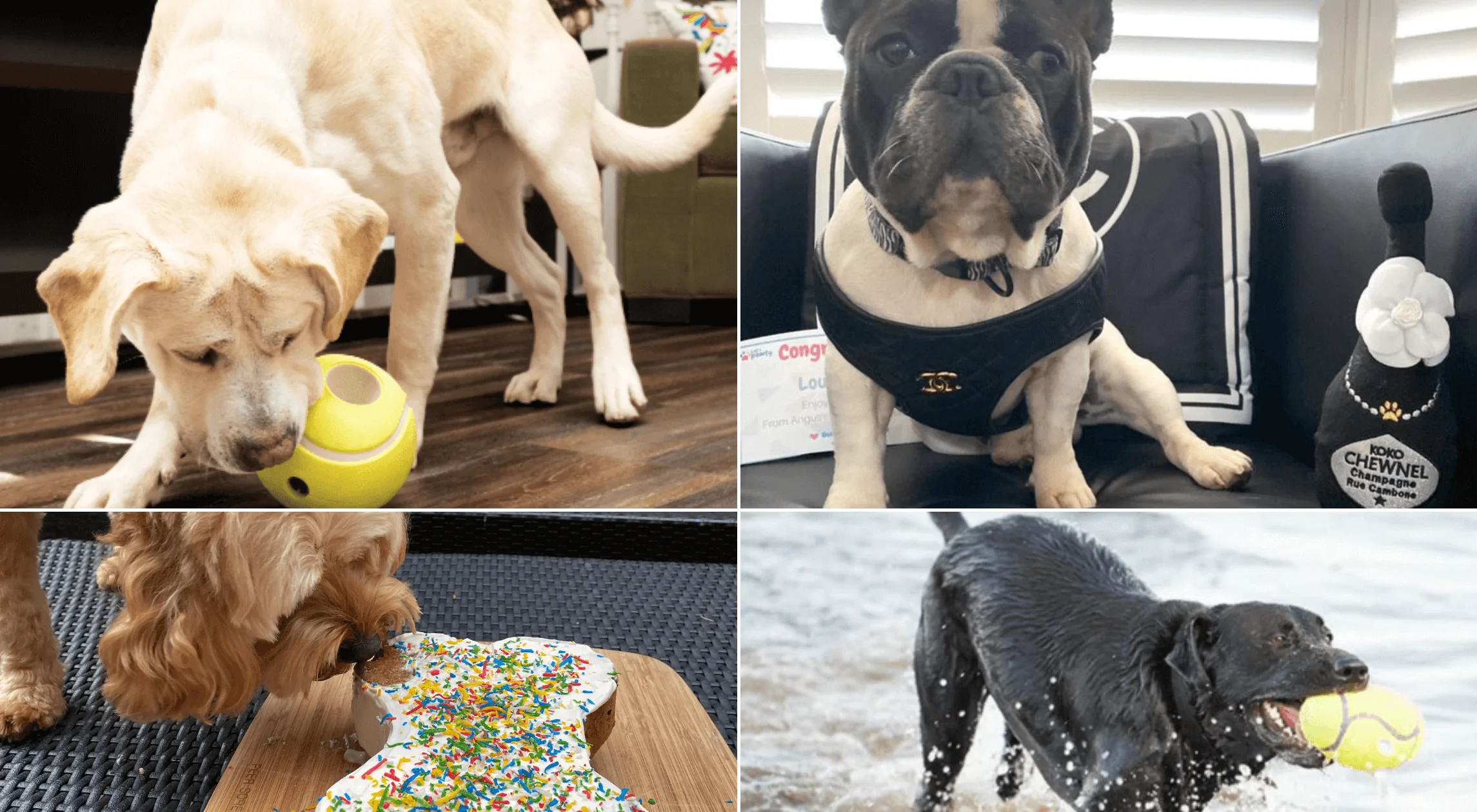The best must-have dog products for 2023 - Tech Themen